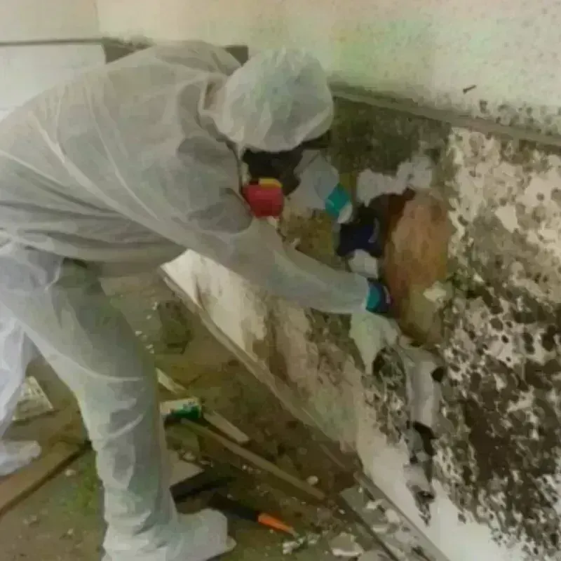 Mold Remediation and Removal in Marion, MS